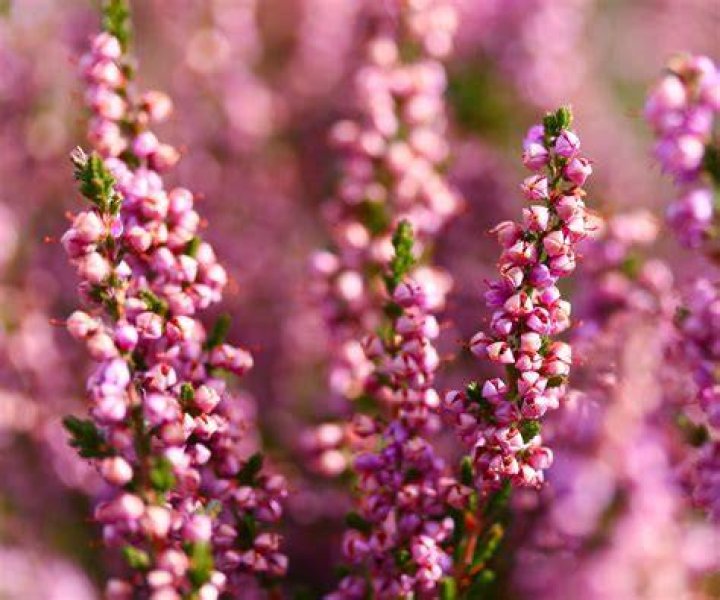Does Heather grow in Florida