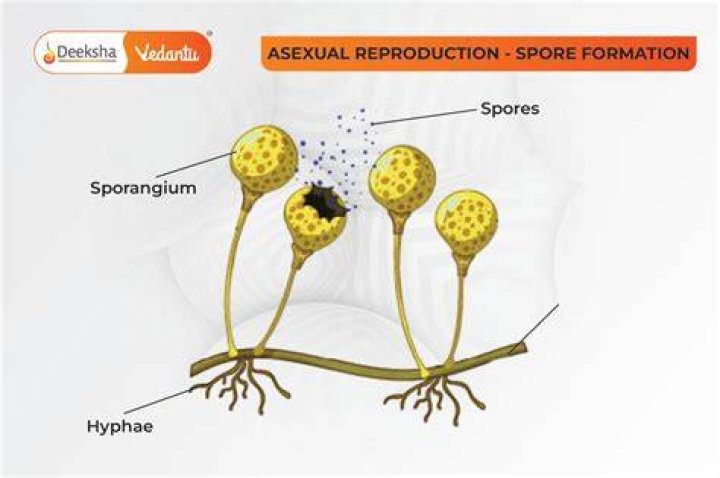 Does Hepatophyta have spores