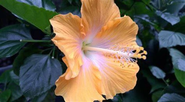 Does hibiscus bloom all year