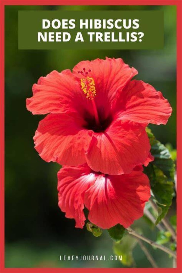 Does hibiscus need a trellis