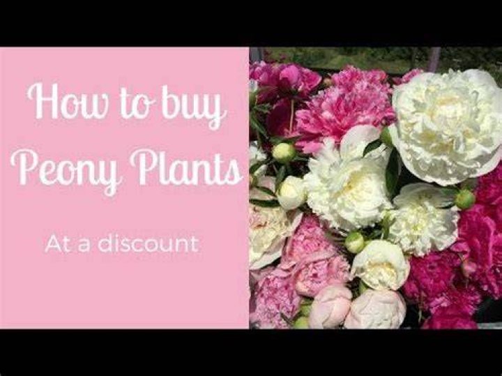 Does Home Depot sell peonies