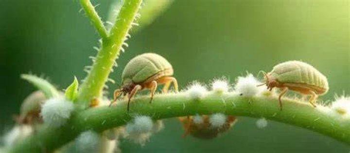 Does indoxacarb kill roaches