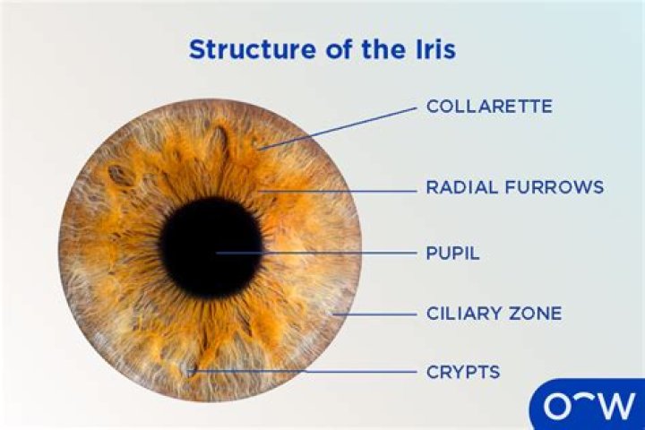 Does Iris have a Roman form