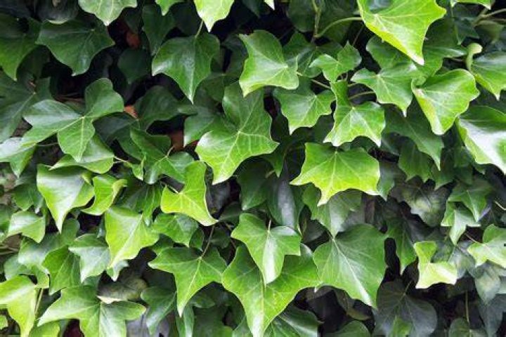 Does ivy have invasive roots