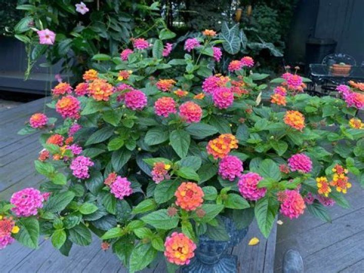 Does lantana spread quickly