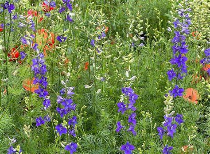 Does larkspur grow in shade