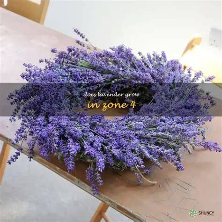 Does lavender grow in Zone 4