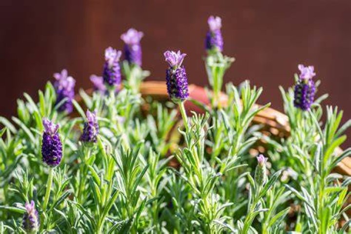 Does lavender help with mold