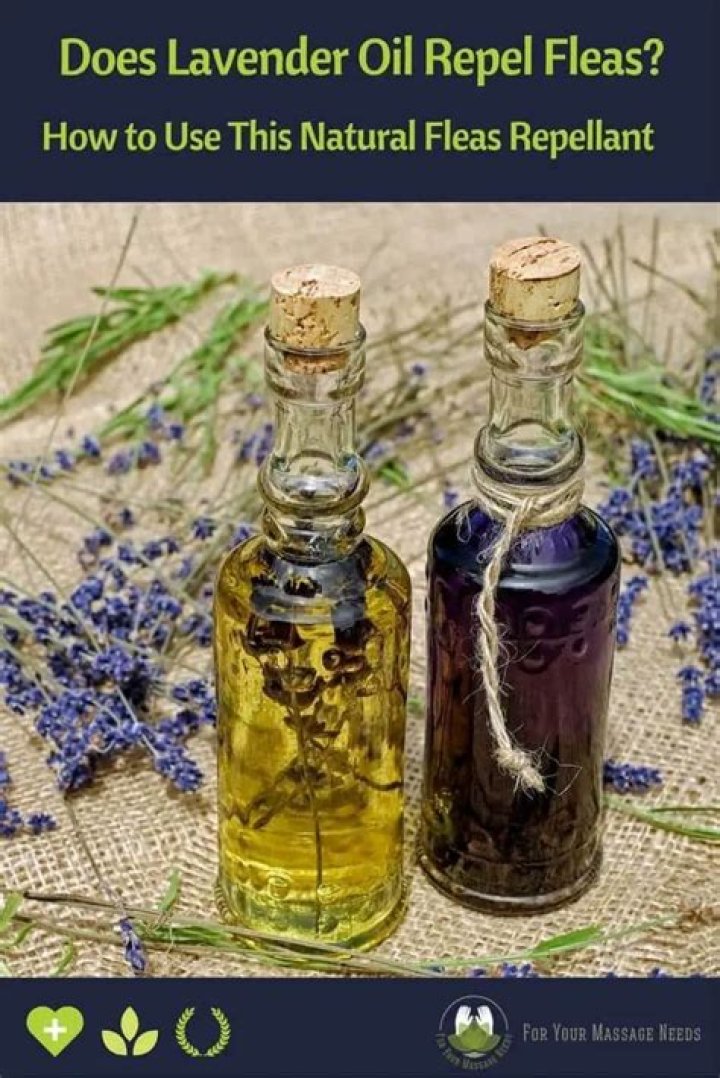 Does lavender oil repel bugs