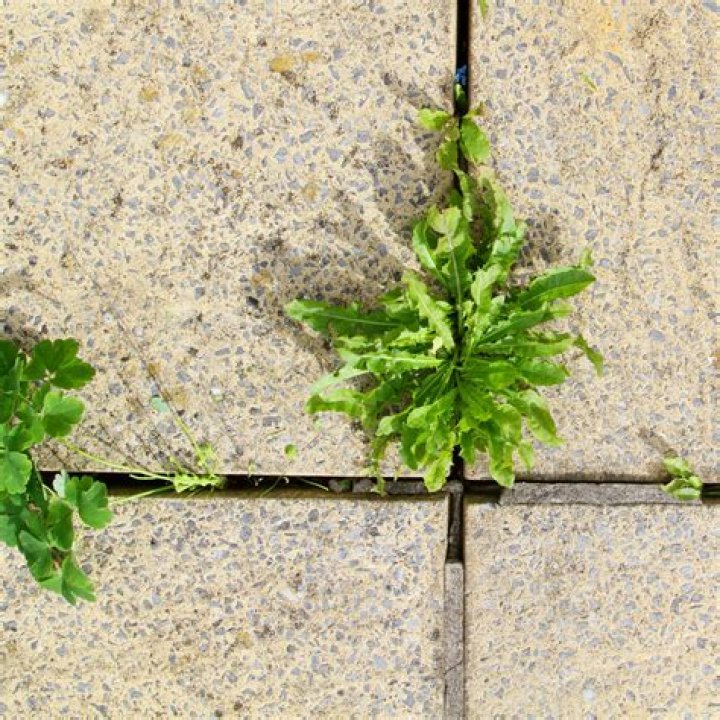 Does limestone prevent weeds