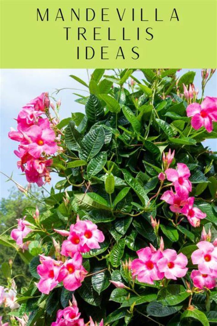 Does mandevilla need trellis