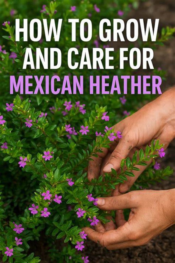 Does Mexican heather get big
