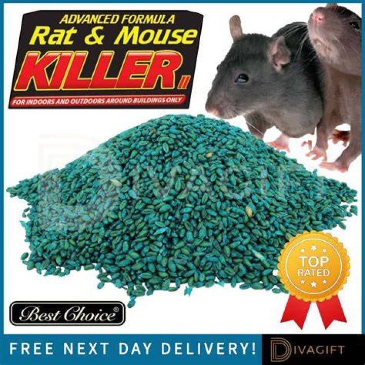 Does mouse bait attract mice