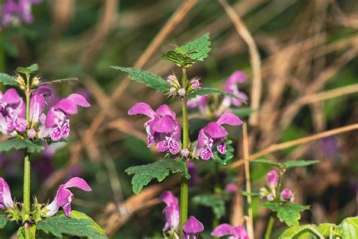 Does nettle grow in Florida