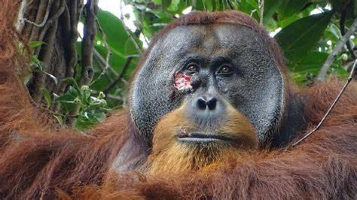Does Nutella kill orangutans