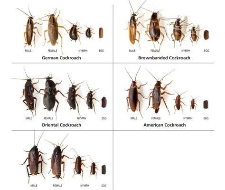Does one cockroach mean many