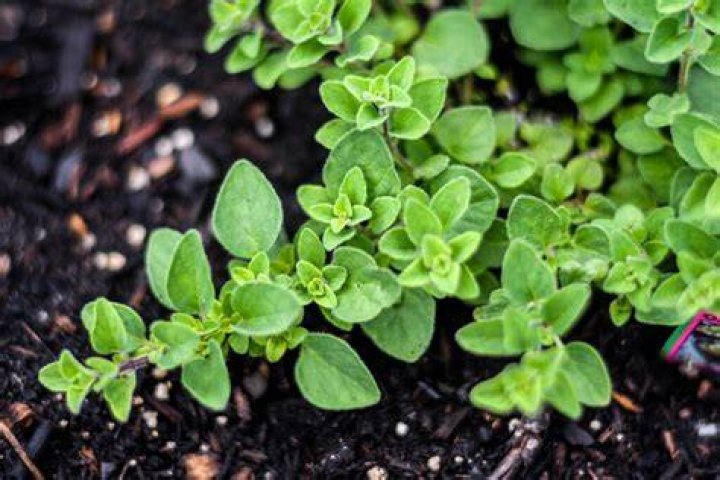 Does oregano prefer dry soil