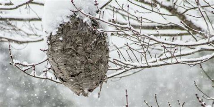 Does Orkin remove bird nests