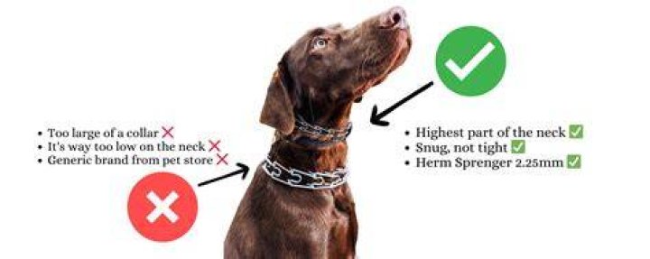 Does PetSmart have e collars