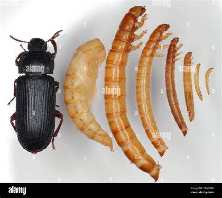Does PetSmart have mealworms