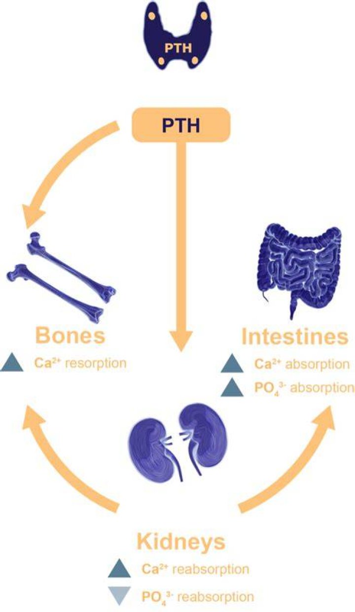Does phosphorus increase PTH