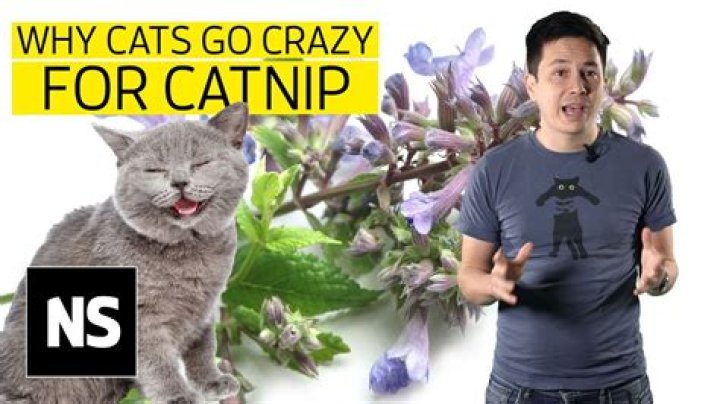 Does pine make cats go crazy