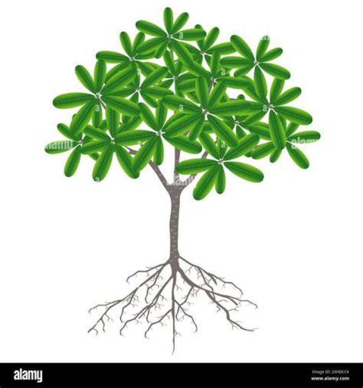 Does plumeria have big roots