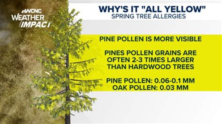 Does pollen come from trees