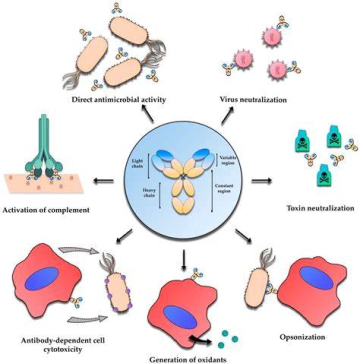 Does Protein fight infection