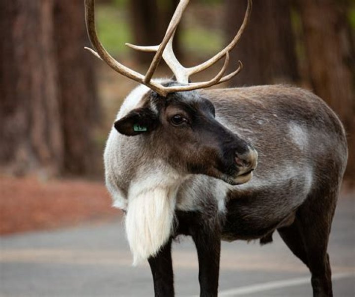 Does reindeer pee get u high