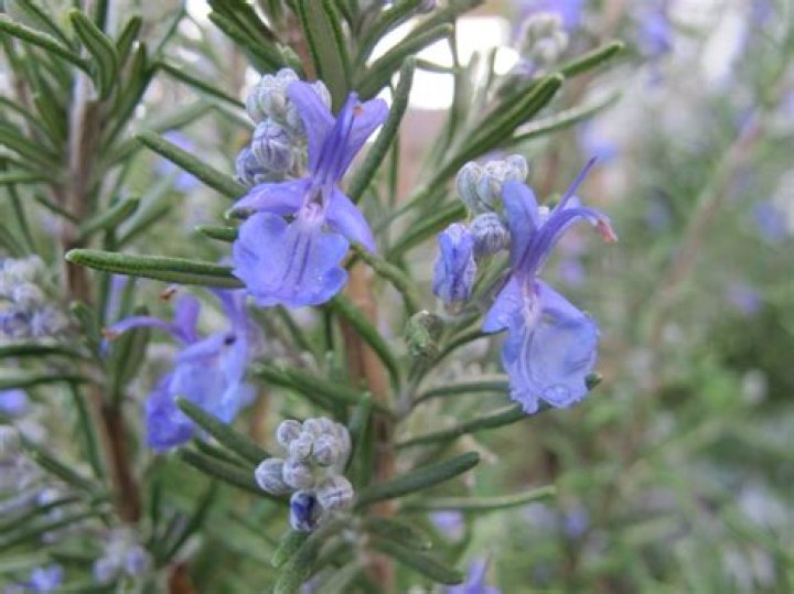Does rosemary always flower