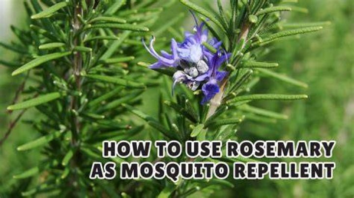Does Rosemary come in powder