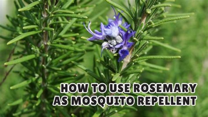 Does Rosemary really repel fleas