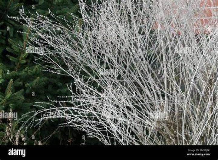 Does sage die off in winter