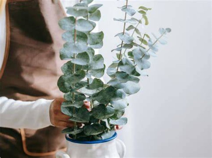 Does seeded eucalyptus smell