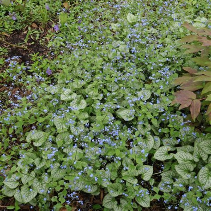 Does Siberian bugloss spread