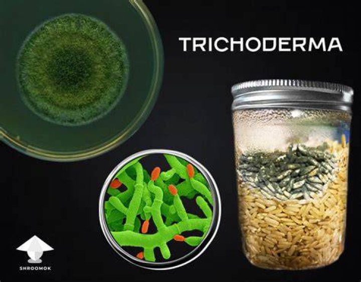 Does simple green kill staph