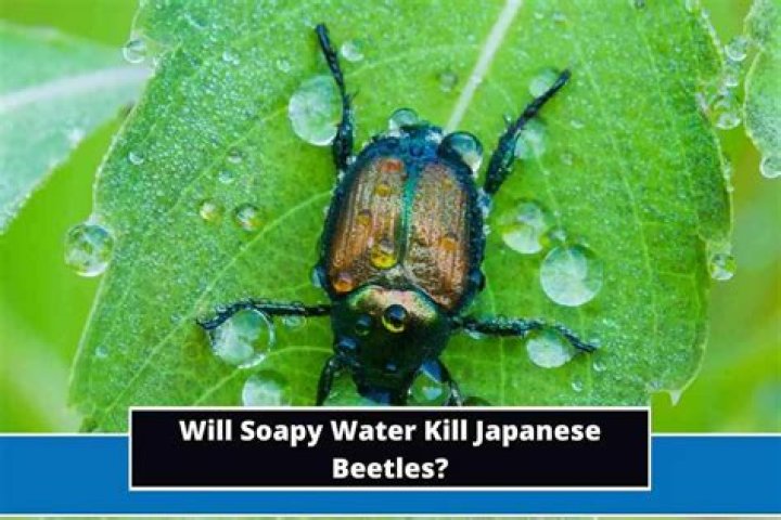 Does soapy water kill grubs