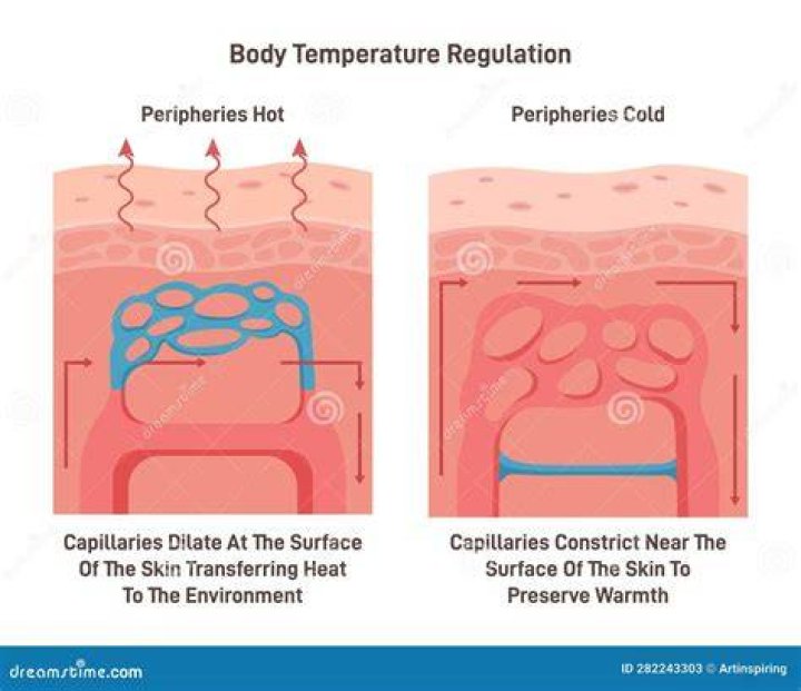 Does sweat release body heat