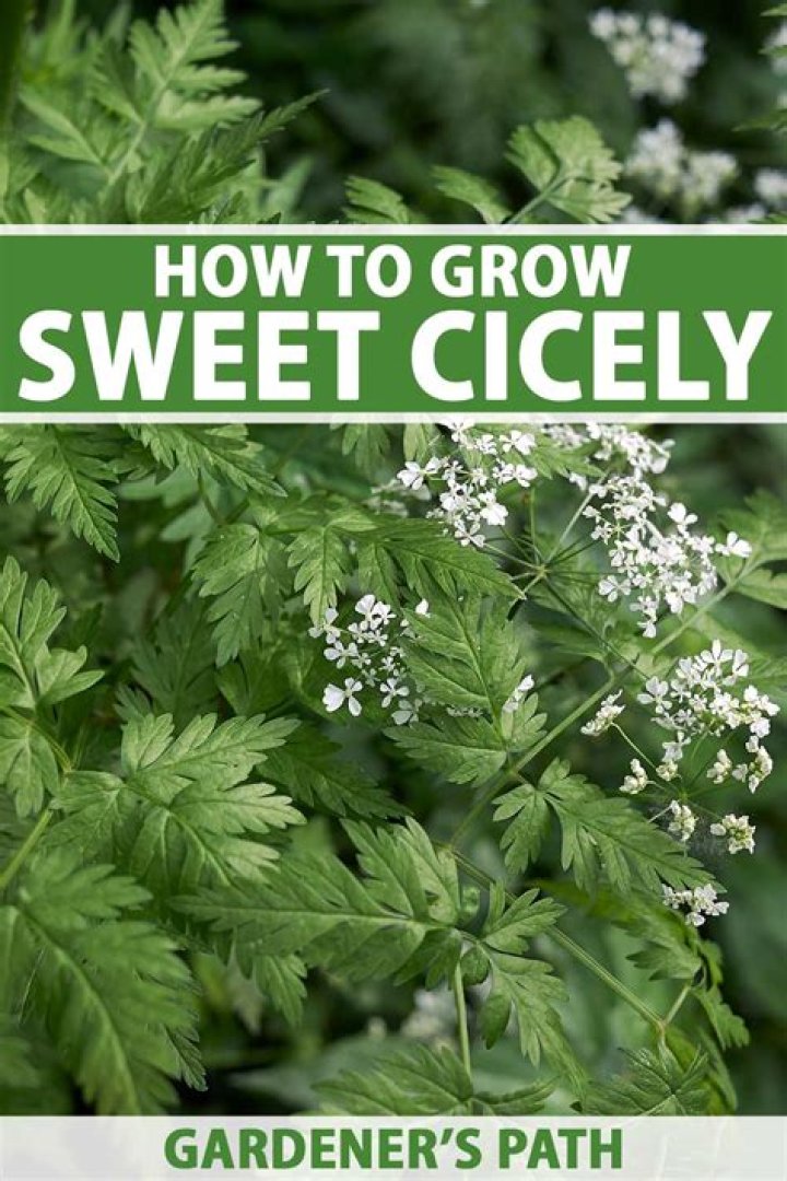 Does sweet cicely grow wild