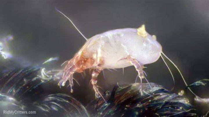 Does tea tree oil kill mites