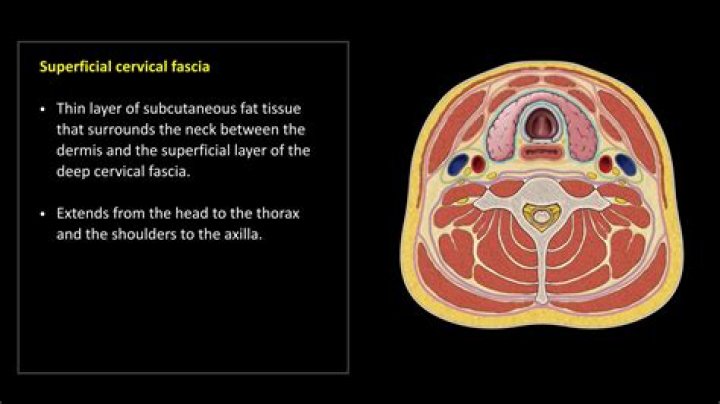 Does thorax have deep fascia