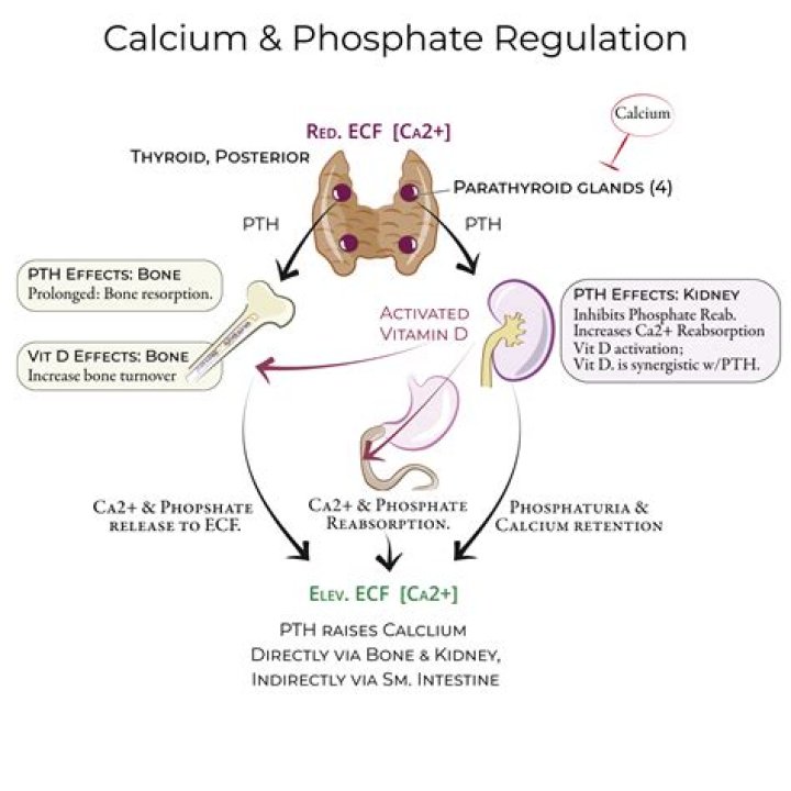 Does TSH increase calcitonin