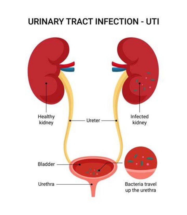 Does UTI help you find a job