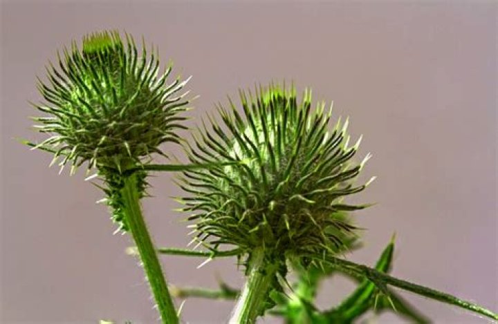 Does vinegar kill sand burrs