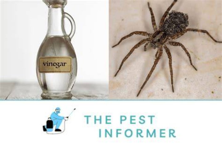 Does vinegar work on spiders