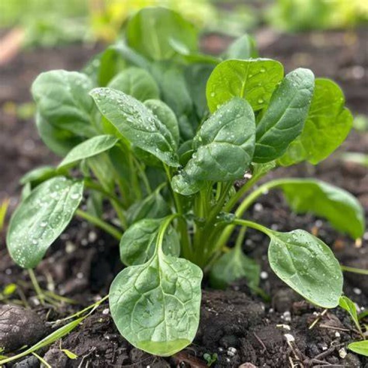 Does water spinach grow fast
