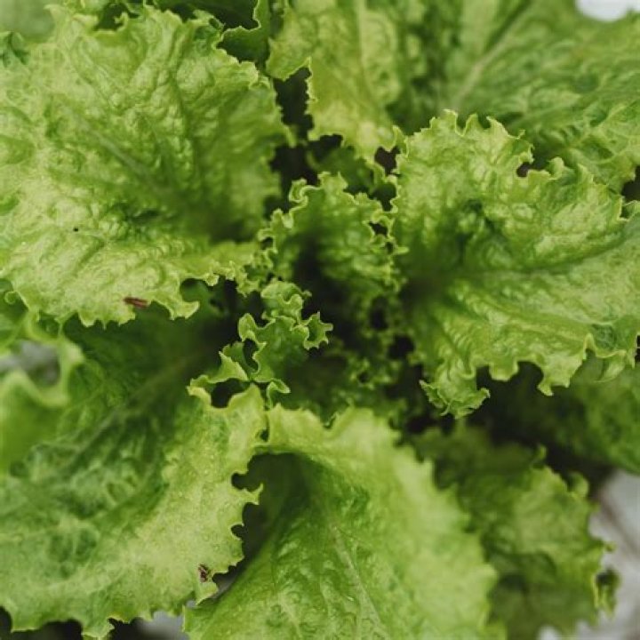 Does Wendys use GMO lettuce