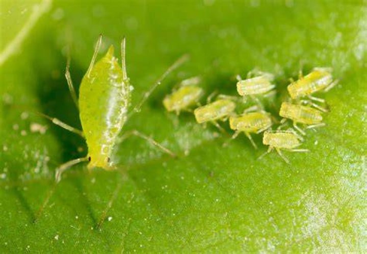 Does white oil kill psyllids