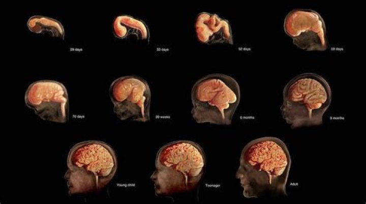 Does your head grow with age